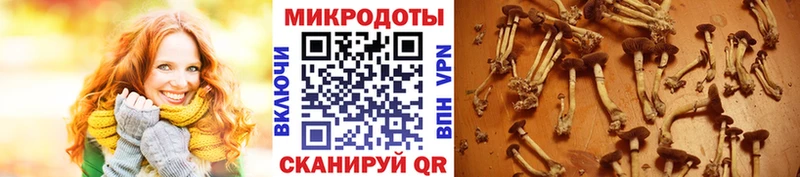 Галлюциногенные грибы ЛСД  blacksprut как войти  Новотитаровская  наркота 